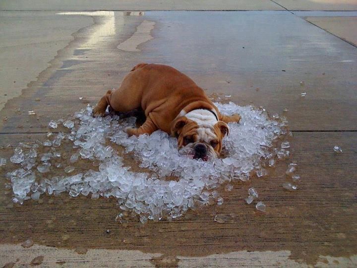 The dog days of summer call for a new HVAC unit - we can finance it